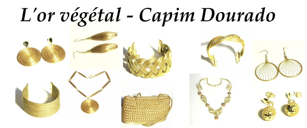 l'or végétal ou capim dourado