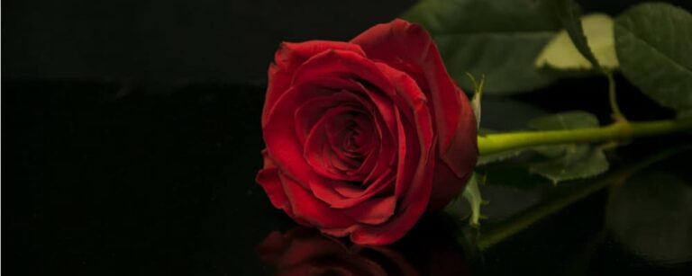 rose éternelle