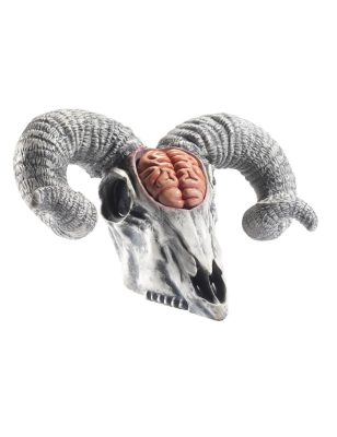 Crâne de bélier avec cervelle apparente