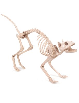Décoration chat squelette Halloween