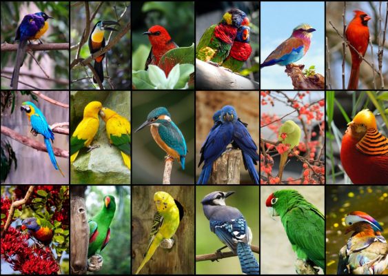 Puzzle Collage - Oiseaux Colorés Grafika
