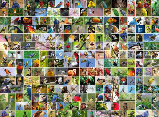 Puzzle Collage - World's most Beautiful Birds Bluebird Puzzle