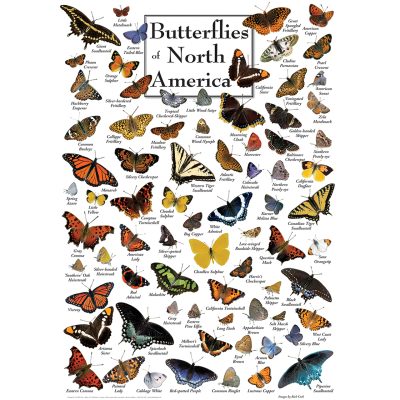 Puzzle Butterflies of North America Master Pieces