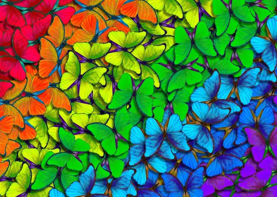 Puzzle Rainbow Butterflies Enjoy Puzzle