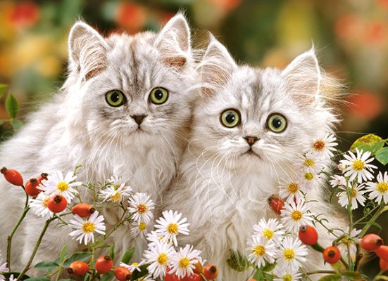 Puzzle Persian Kittens Castorland