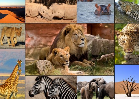 Puzzle Collage - Wildlife Grafika