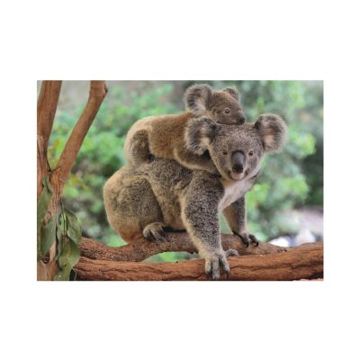 Puzzle Pièces XXL - Koalas Dino