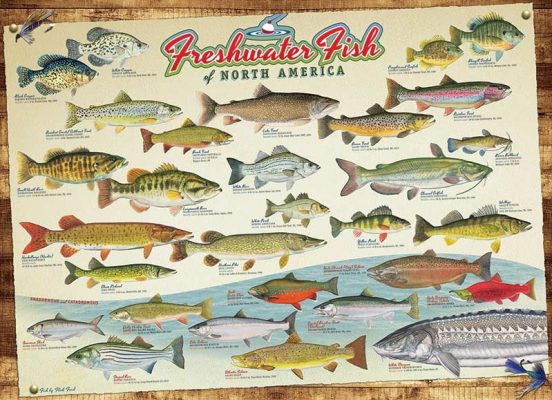 Puzzle Freshwater Fish of North America Cobble Hill / Outset Media