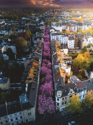 Puzzle Bonn en Fleurs Ravensburger